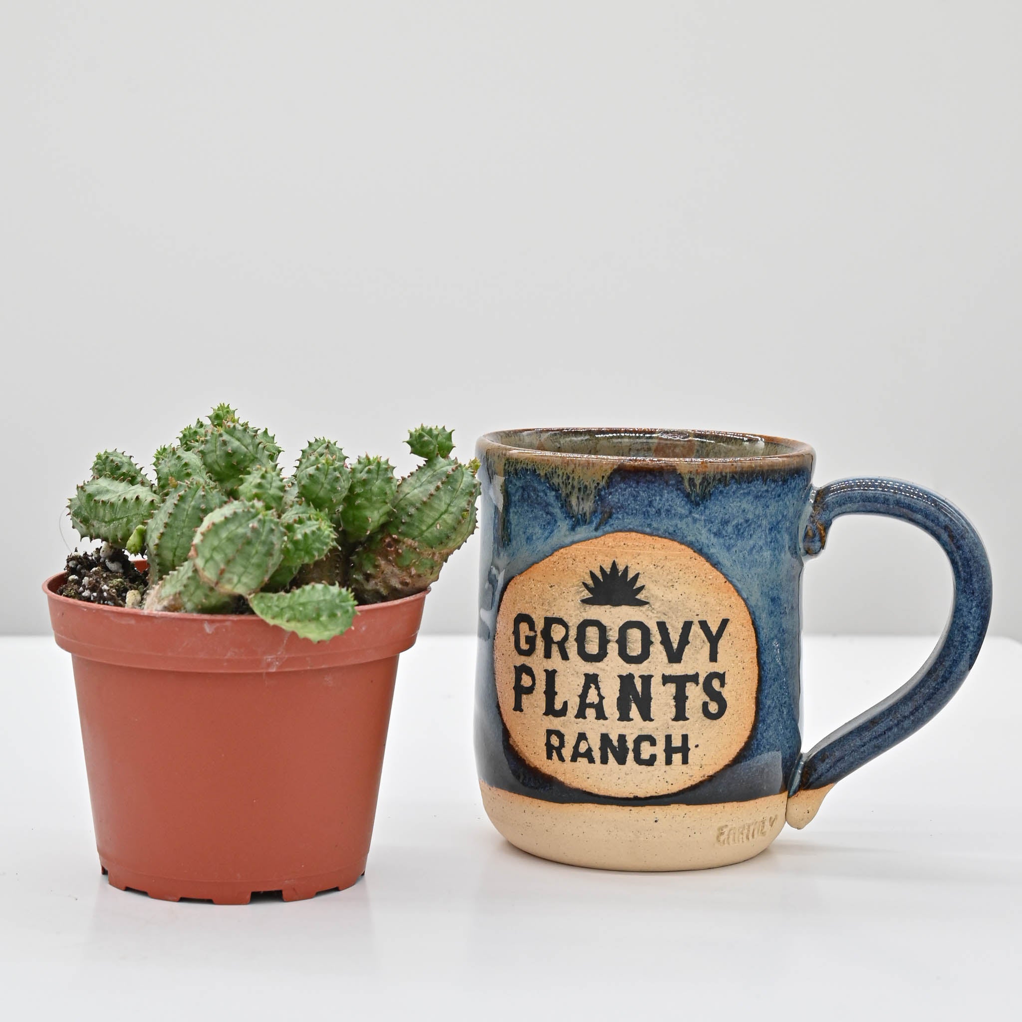 African Milk barrel or Kiko plant | Euphorbia monstrose – The