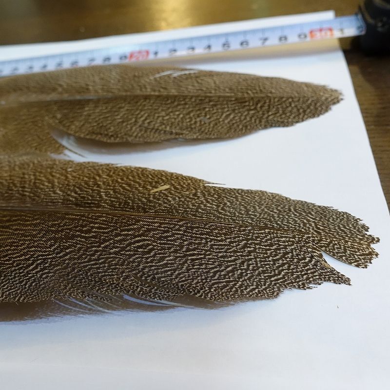 CANAL】Kori Bustard Sサイズ(スペックルドバスタード)