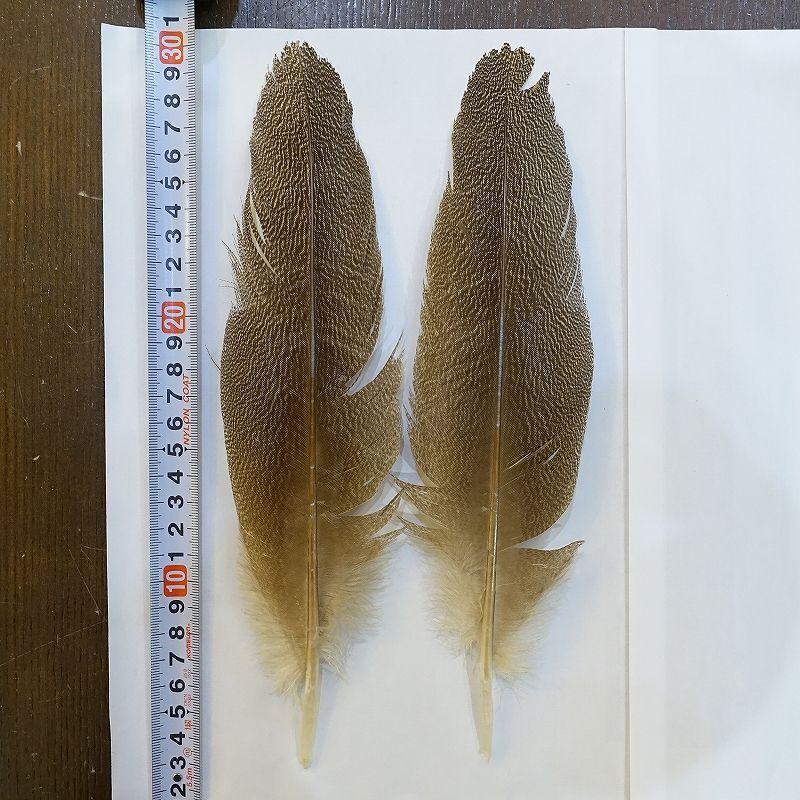 CANAL】Kori Bustard Sサイズ(スペックルドバスタード)