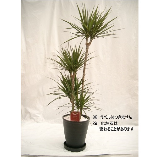 日時指定不可・ご注文後2週間ほどでお届けします】ユッカ 10号 B118