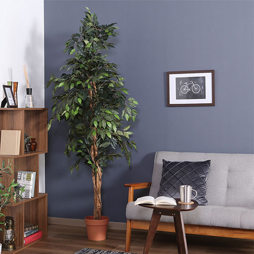 観葉植物 フィカス 1124 A 52662 不二貿易 観葉植物 | ホームセンター