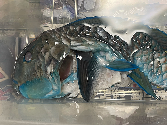 沖縄の魚をはく製にしたい - 沖縄B級ポータル - DEEokinawa（でぃー