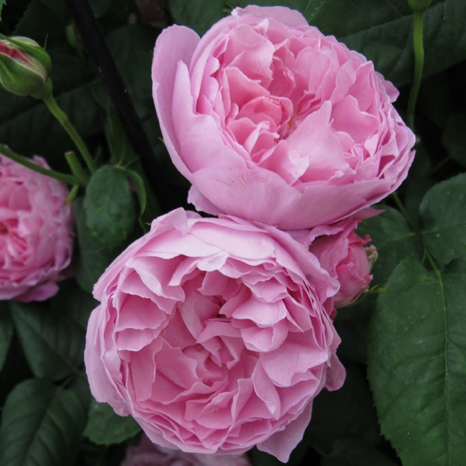 メアリー・ローズ裸苗 - Mary Rose® (Ausmary) – David Austin Roses Japan