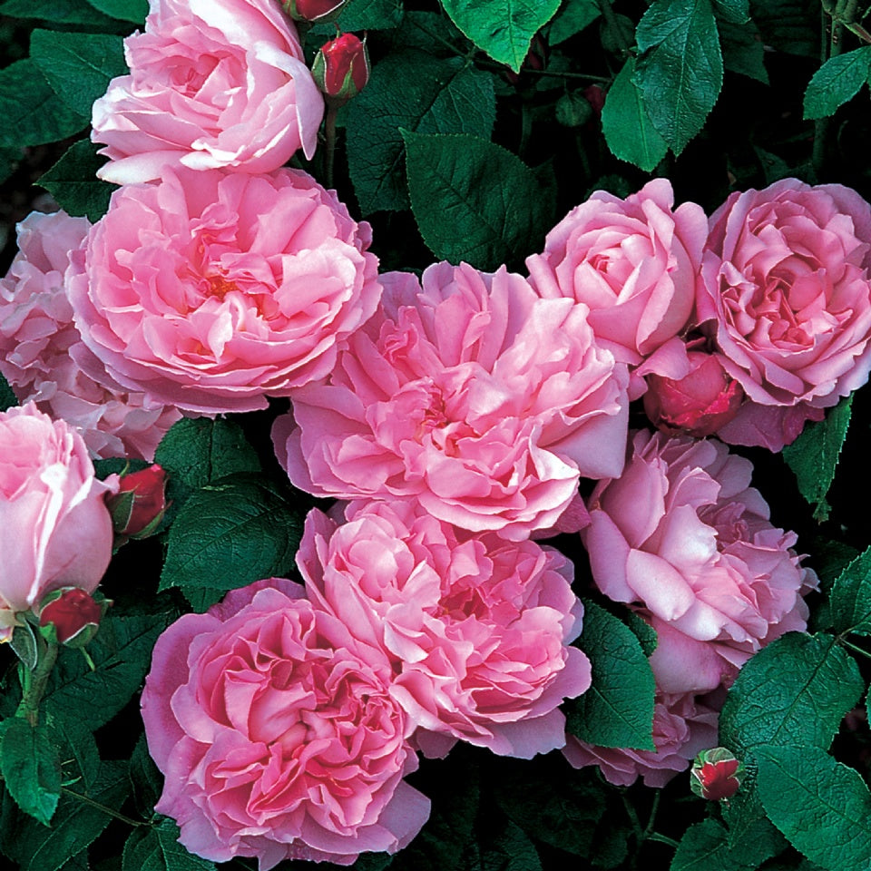 メアリー・ローズ裸苗 - Mary Rose® (Ausmary) – David Austin Roses Japan