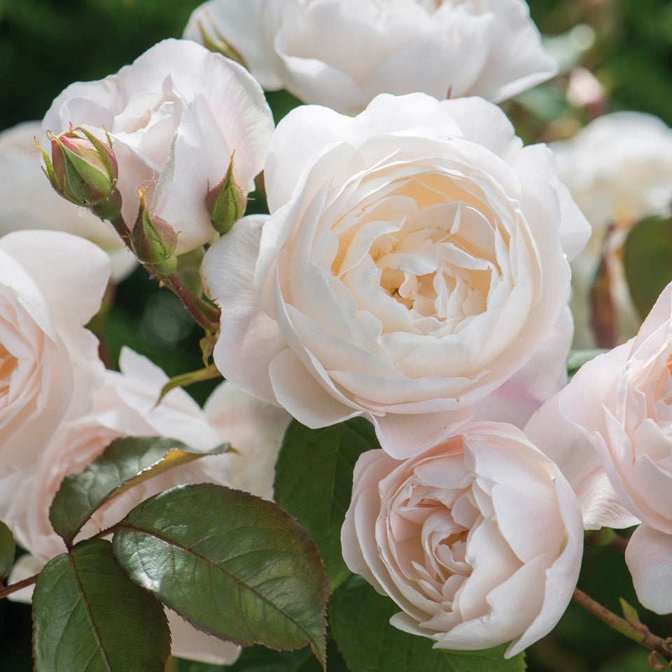 切花 – David Austin Roses Japan