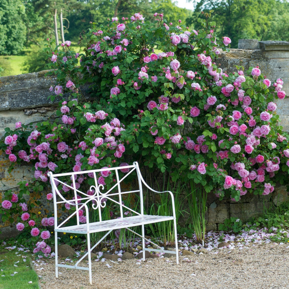 コンスタンス・スプライ裸苗 - Constance Spry (Ausfirst) – David