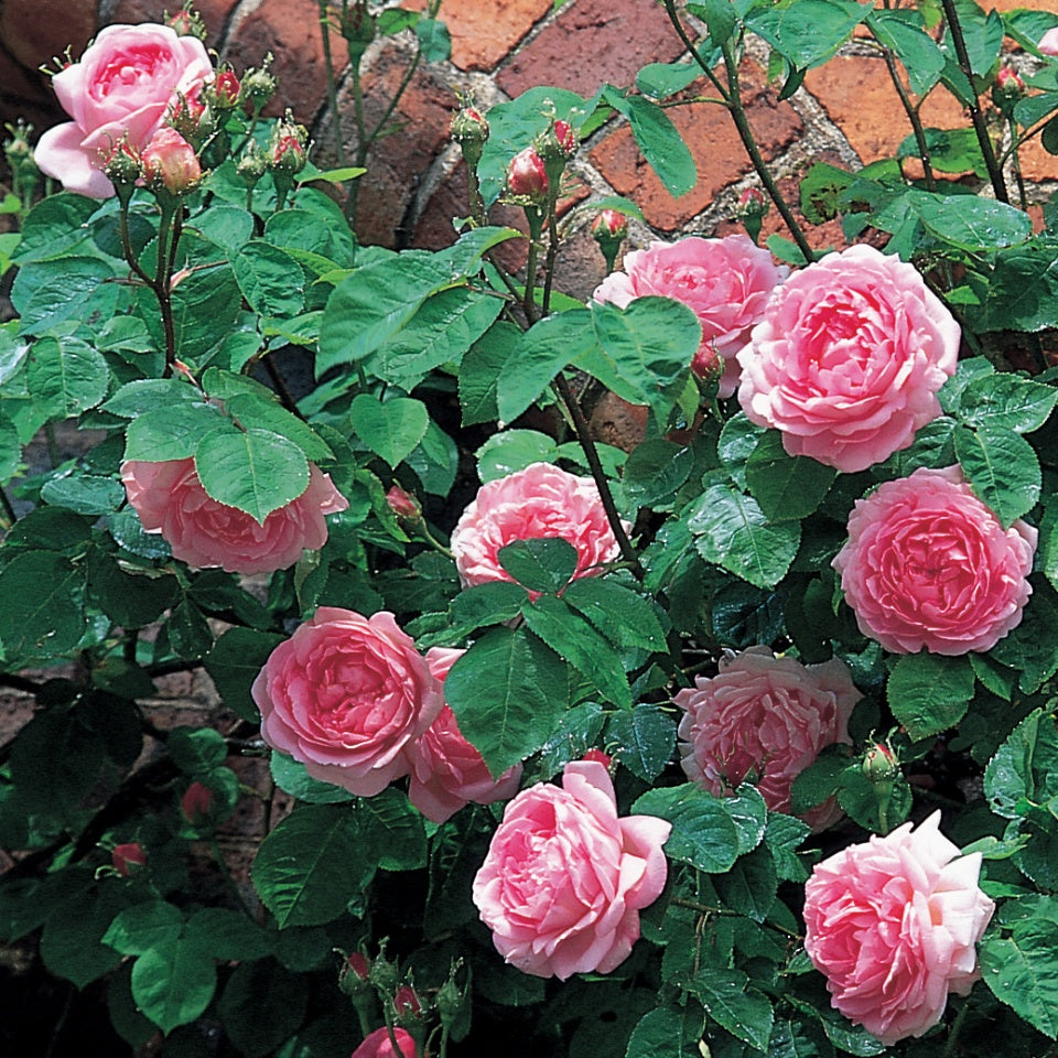 コンスタンス・スプライ裸苗 - Constance Spry (Ausfirst) – David