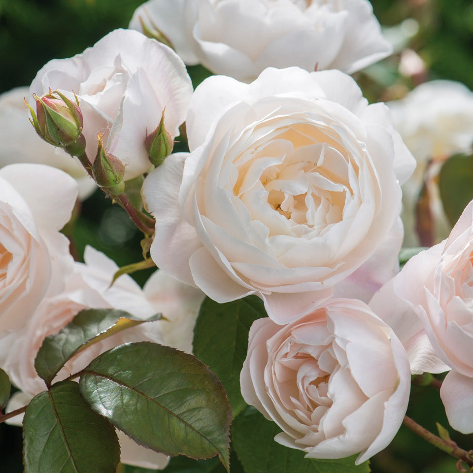 切花 – David Austin Roses Japan