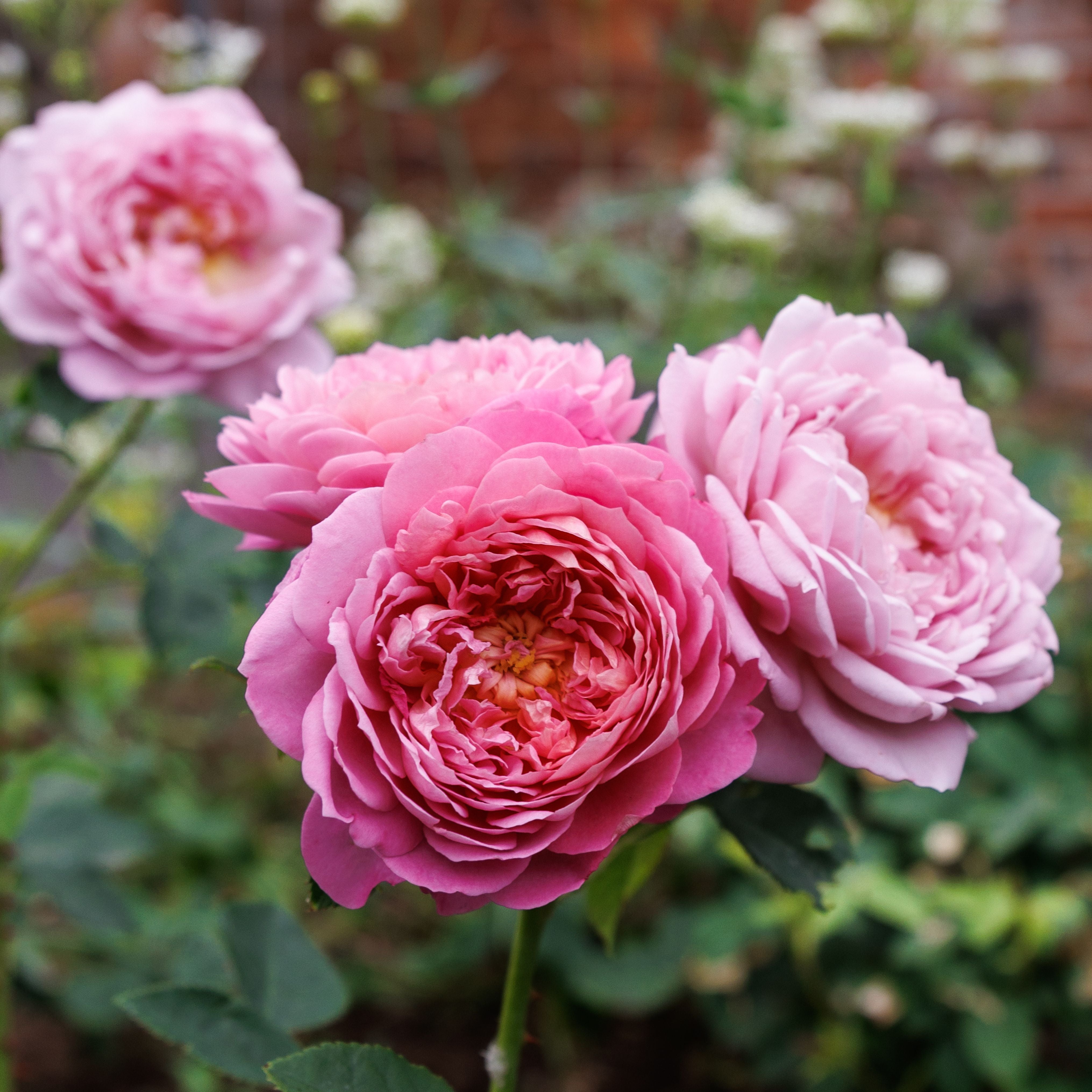 エマ・ブリッジウォーター - Emma Bridgewater (Ausb44a16) – David