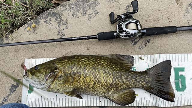 ダイワ ブラックレーベルトラベル C66M-5 | 実釣インプレ - 俺のバス