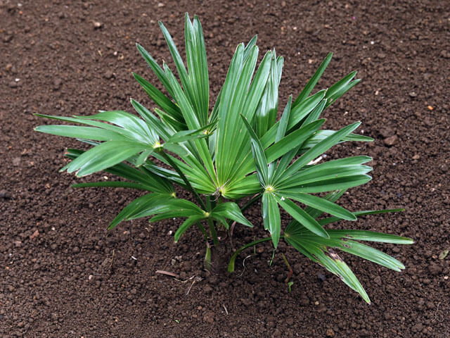 シュロ｜おおきくなあれ｜大日本図書