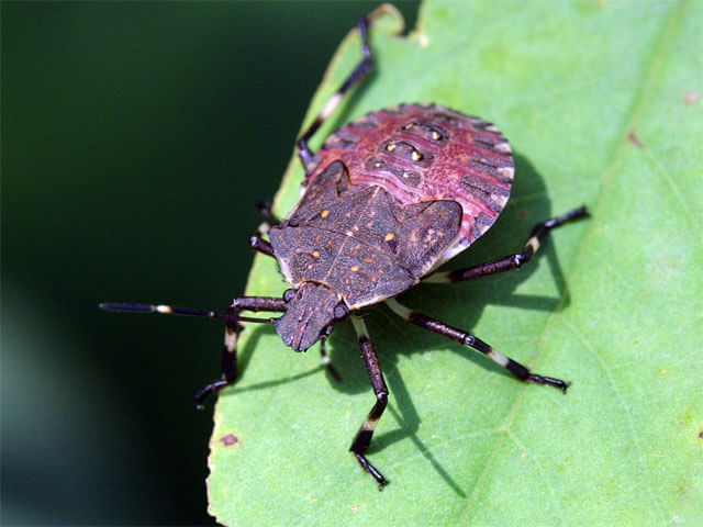 クサギカメムシ（2）｜おおきくなあれ｜大日本図書