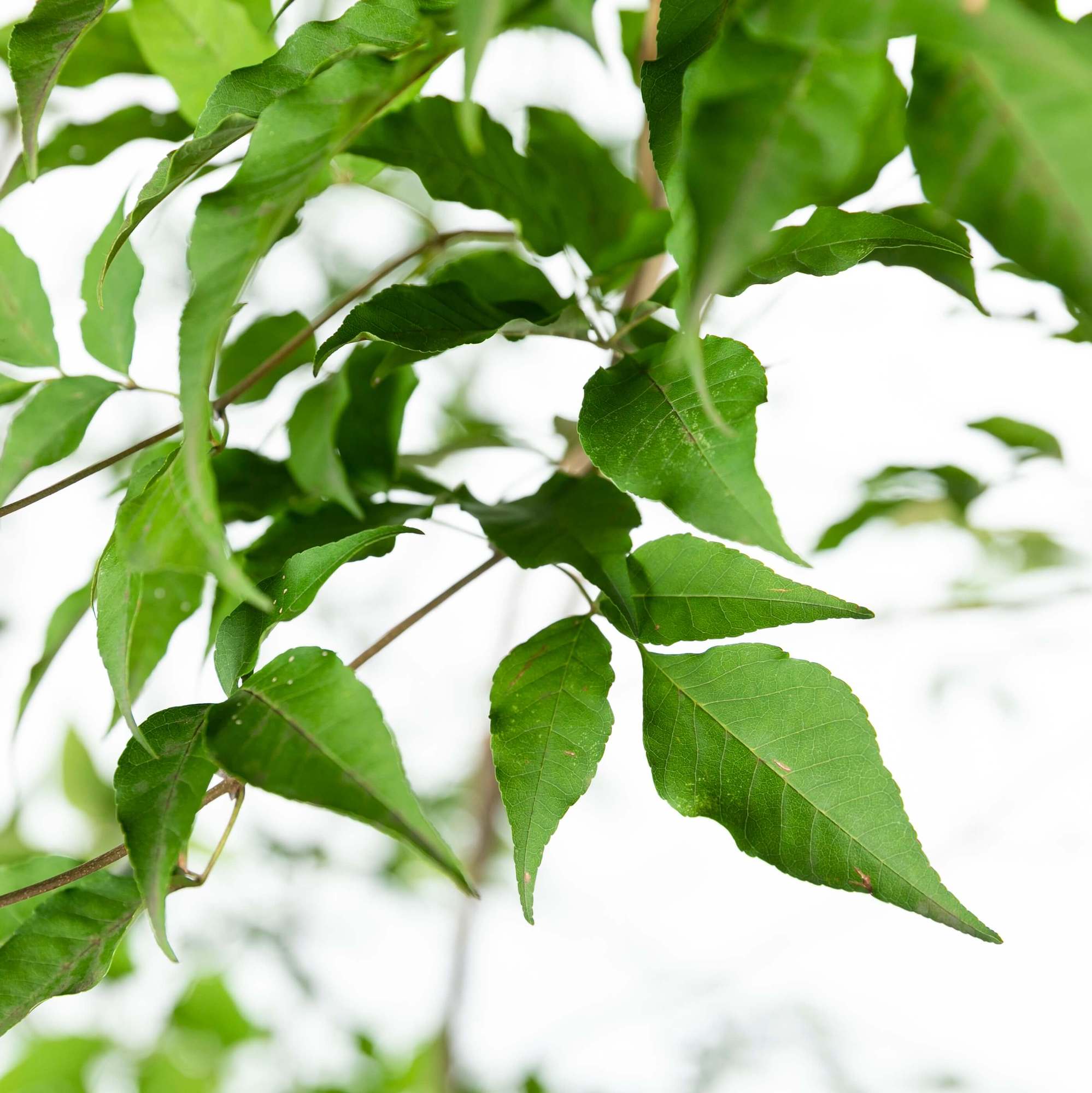 アオダモ（青梻）植栽 | 愛知県名古屋市外構ディーズガーデン|愛知県