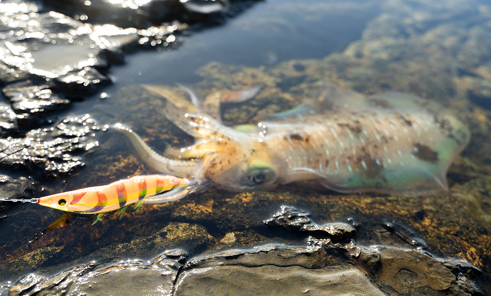 イージーQ® ダートマスター™ SS - 釣具の総合メーカー デュエル