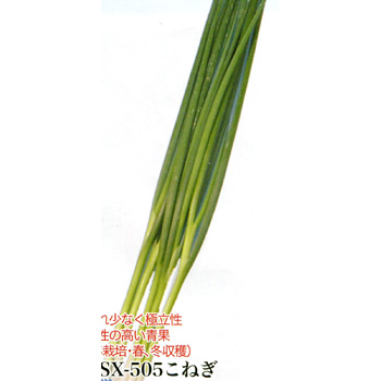 TSX-505こねぎ[ネギ] - e-種や｜国内最大級の野菜種・花種・苗・農業