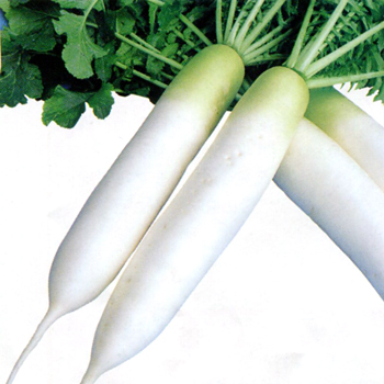 YR彩太郎[大根] - e-種や｜国内最大級の野菜種・花種・苗・農業資材の