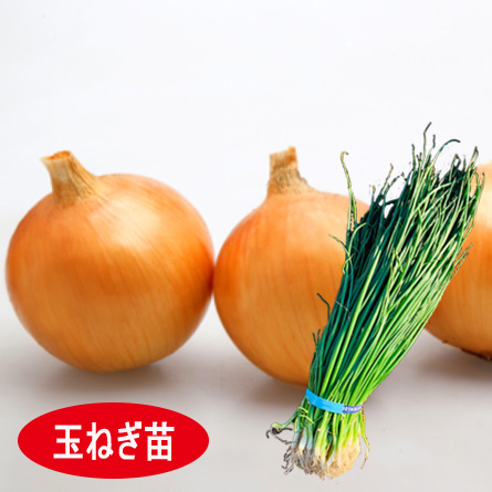 中生(ヒーローZ他)[玉葱苗] - e-種や｜国内最大級の野菜種・花種・苗