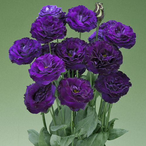 ブラックバード (TU971)[ユーストマ(トルコギキョウ)] - e-種や｜国内