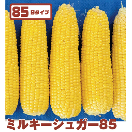 ミルキーシュガー85[とうもろこし] - e-種や｜国内最大級の野菜種・花