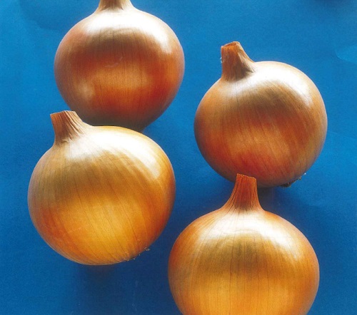 もみじ3号[玉葱] - e-種や｜国内最大級の野菜種・花種・苗・農業資材の