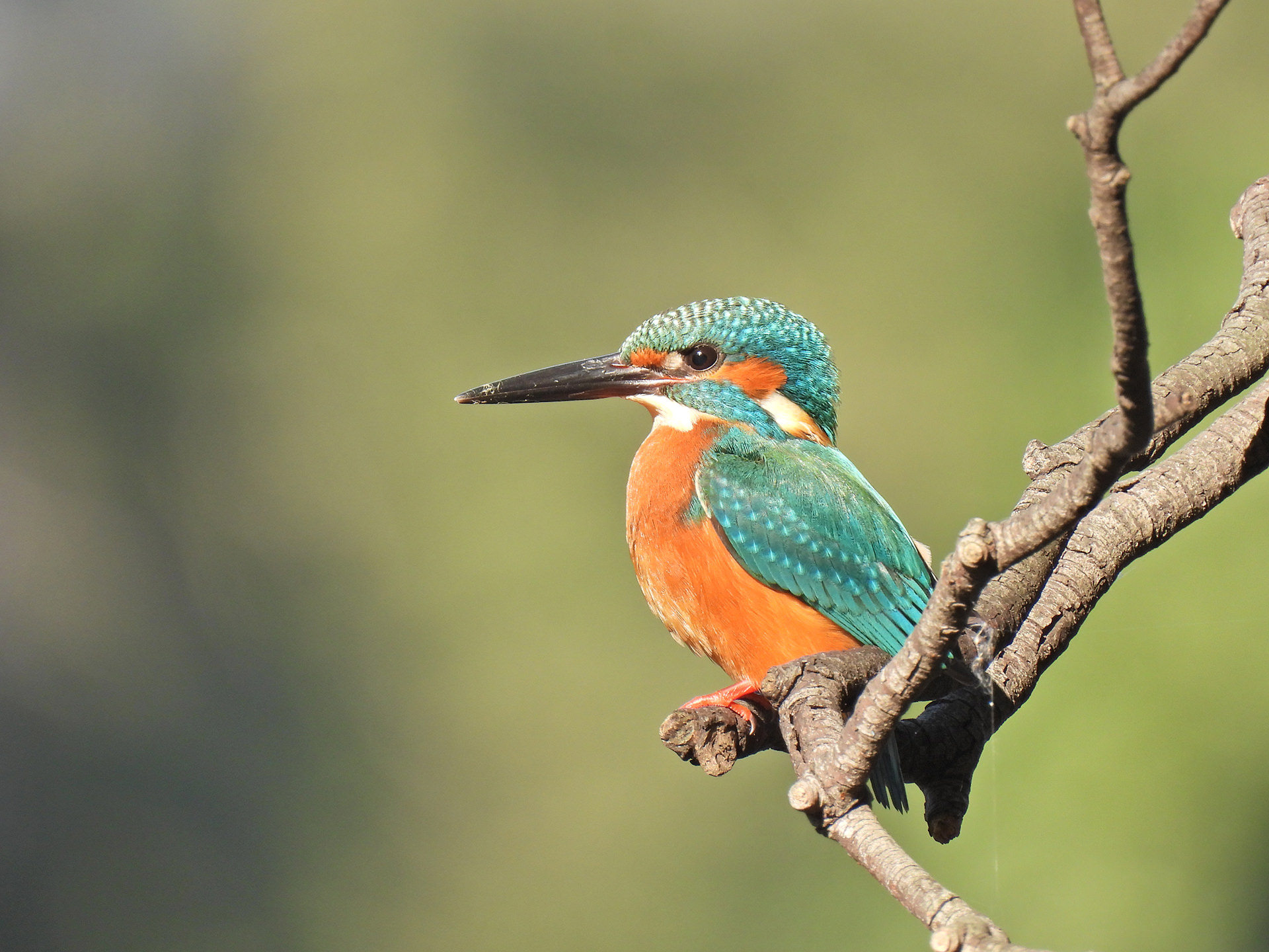 e-TREND｜ニコン COOLPIXP950 [デジタルカメラ COOLPIX P950]