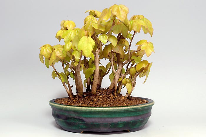 ミヤサマカエデ盆栽（みやさまかえで）宮様楓盆栽の「販売と育て方