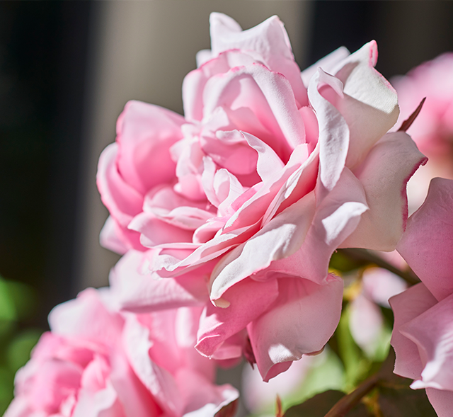 プリマローズpk-L ローズ ギフト プレゼント お祝い アーティ