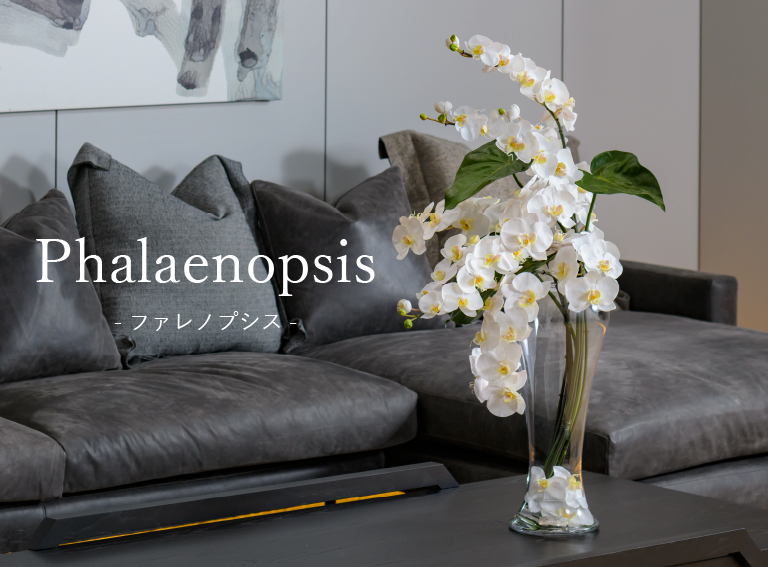 胡蝶蘭(ファレノプシス)のアートフラワー特集|エミリオ・ロバ公式