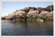 皇居外苑の四季（春）｜皇居外苑｜国民公園｜環境省