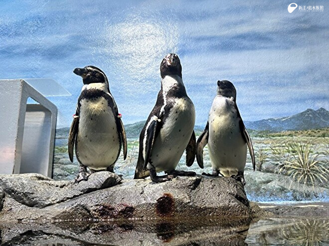 夫婦仲 | えのすいトリーター日誌 | 新江ノ島水族館