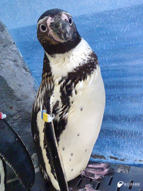 フンボルトペンギン剥製 国際希少野生動物種登録票付き どうぶつ園の