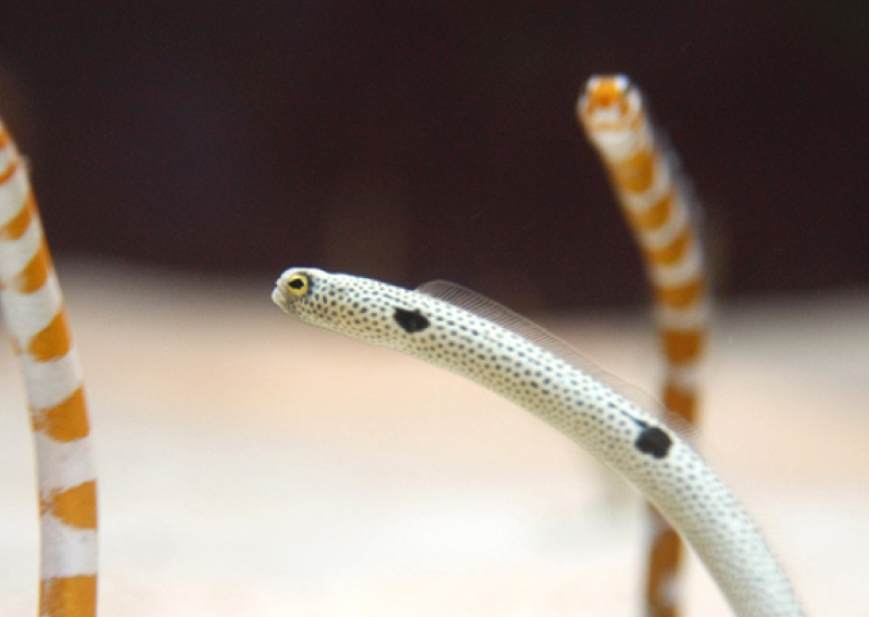 沖縄ちゅら海水族館だより】「チンアナゴ・ニシキアナゴ」｜地球に