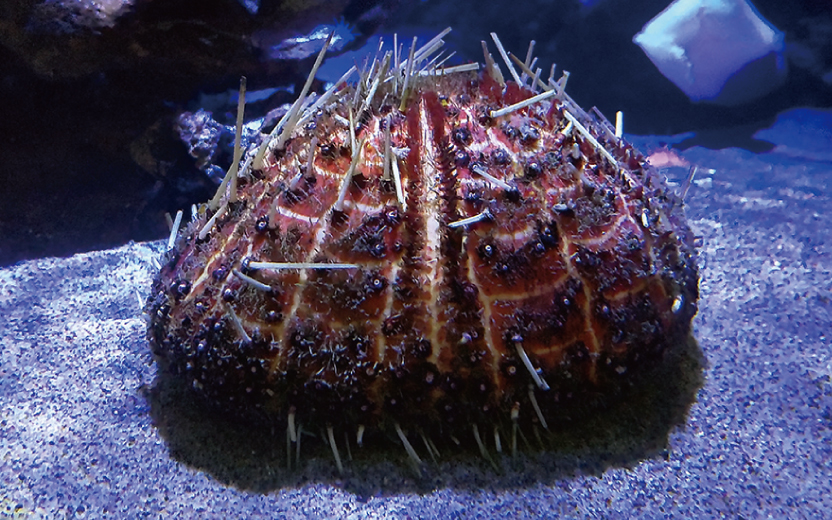 竹島水族館だより】砂の上で生活するウニ「バサラブンブク」｜地球に