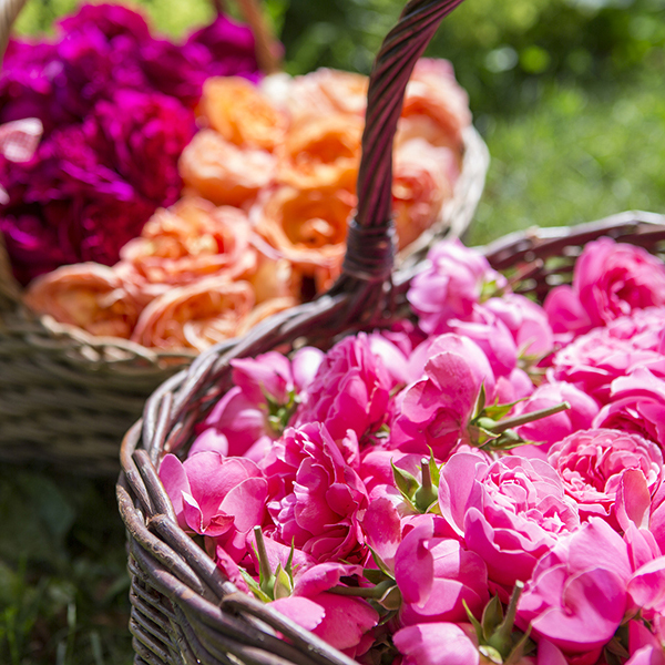 A&C13239 薔薇や春の花のコンポート Limoges GD&C フランス製 ホシファーム］ミニアレンジメントカラフル＆ニナスオリジナル