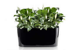 水やりは最長12週間不要！底面灌水システムプランター「レチューザ」の