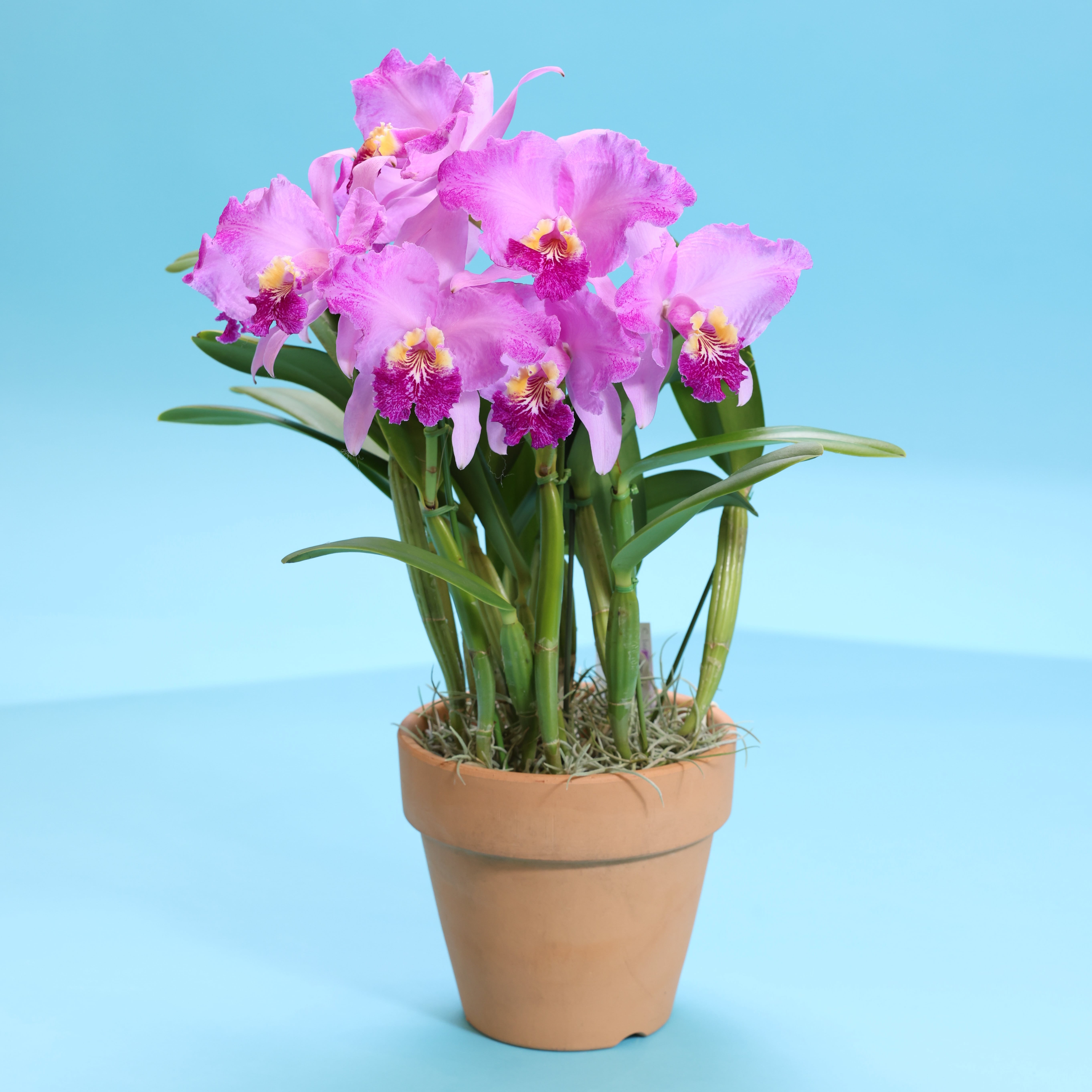 カトレアの育て方｜世界らん展2023 —花と緑の祭典—