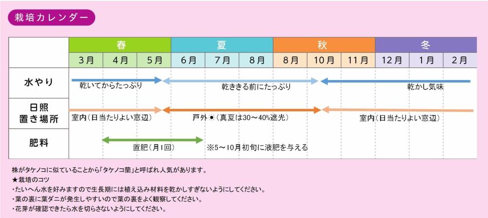 カタセタムの育て方｜世界らん展2023 —花と緑の祭典—