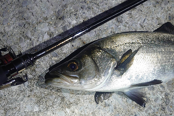 EVERGREEN（エバーグリーン インターナショナル） - SPRS-93MH-T プロ