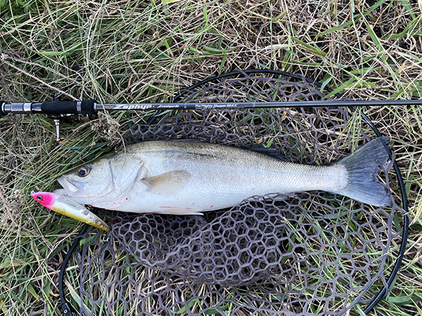 EVERGREEN（エバーグリーン インターナショナル） - ZAGS-98M/MH-EX