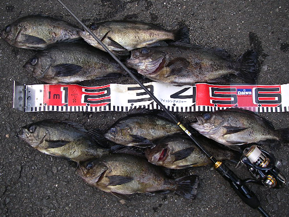 EVERGREEN（エバーグリーン インターナショナル） - PSSS-76T ワイルド