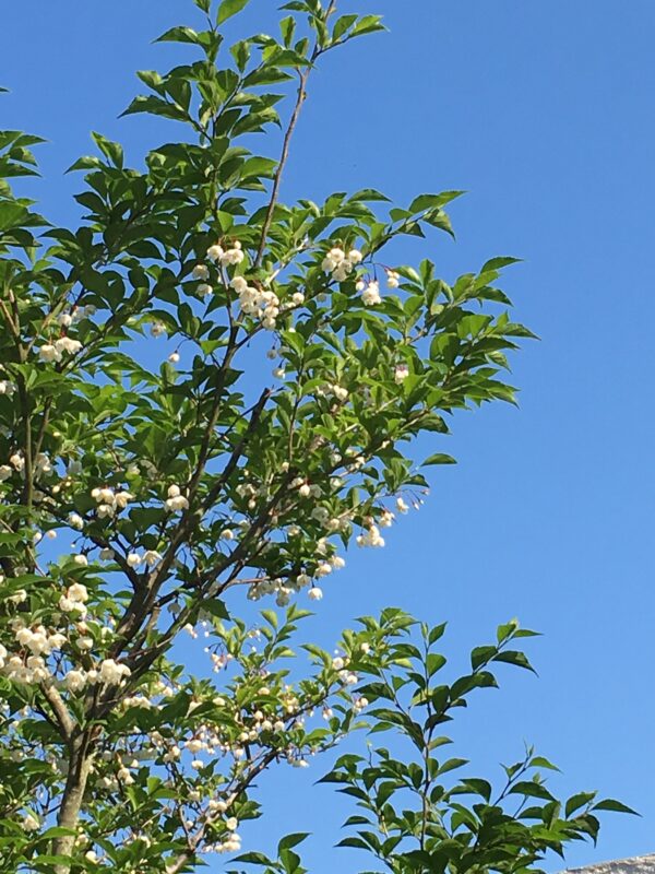 ハイノキ｜Fgreen