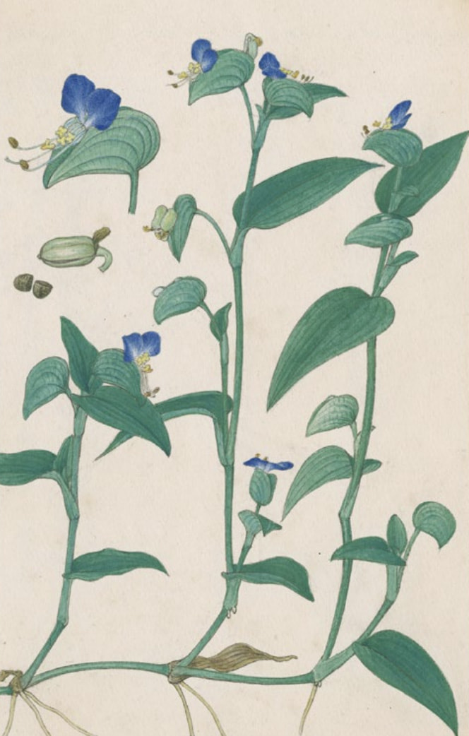 牧野富太郎が追いかけた万葉集に登場する植物の企画展！ 春の特別企画