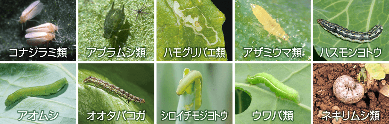 上手な使い方：果菜類｜ベリマーク®SC｜製品情報｜FMC（エフエムシー