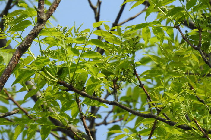 樹木シリーズ69 キハダ | あきた森づくり活動サポートセンター