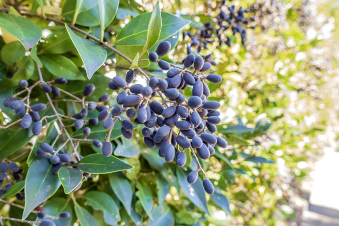 樹木シリーズ223 ネズミモチ、トウネズミモチ | あきた森づくり活動