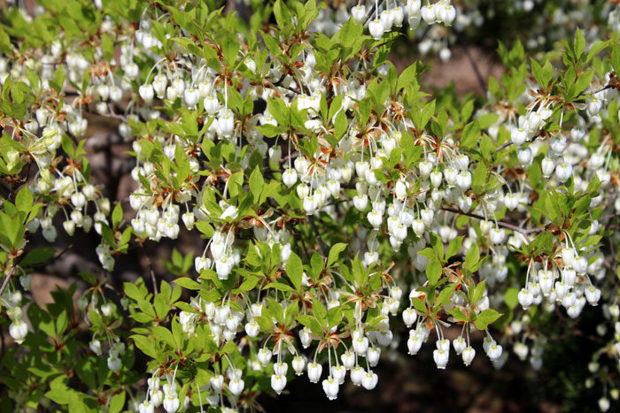 樹木シリーズ31-2 ドウダンツツジ、サラサドウダン | あきた森づくり