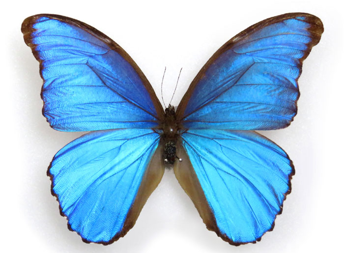 昆虫シリーズ72 世界の昆虫① 世界のチョウその1 | あきた森づくり活動