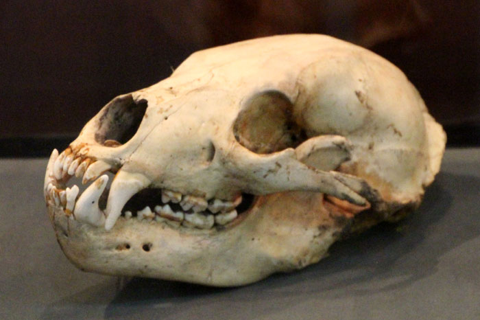 ツキノワグマの生態と対策 | あきた森づくり活動サポートセンター