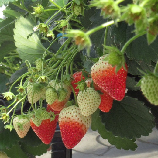 ジャパンフードセレクション最高評価グランプリ受賞！ファーマインドの