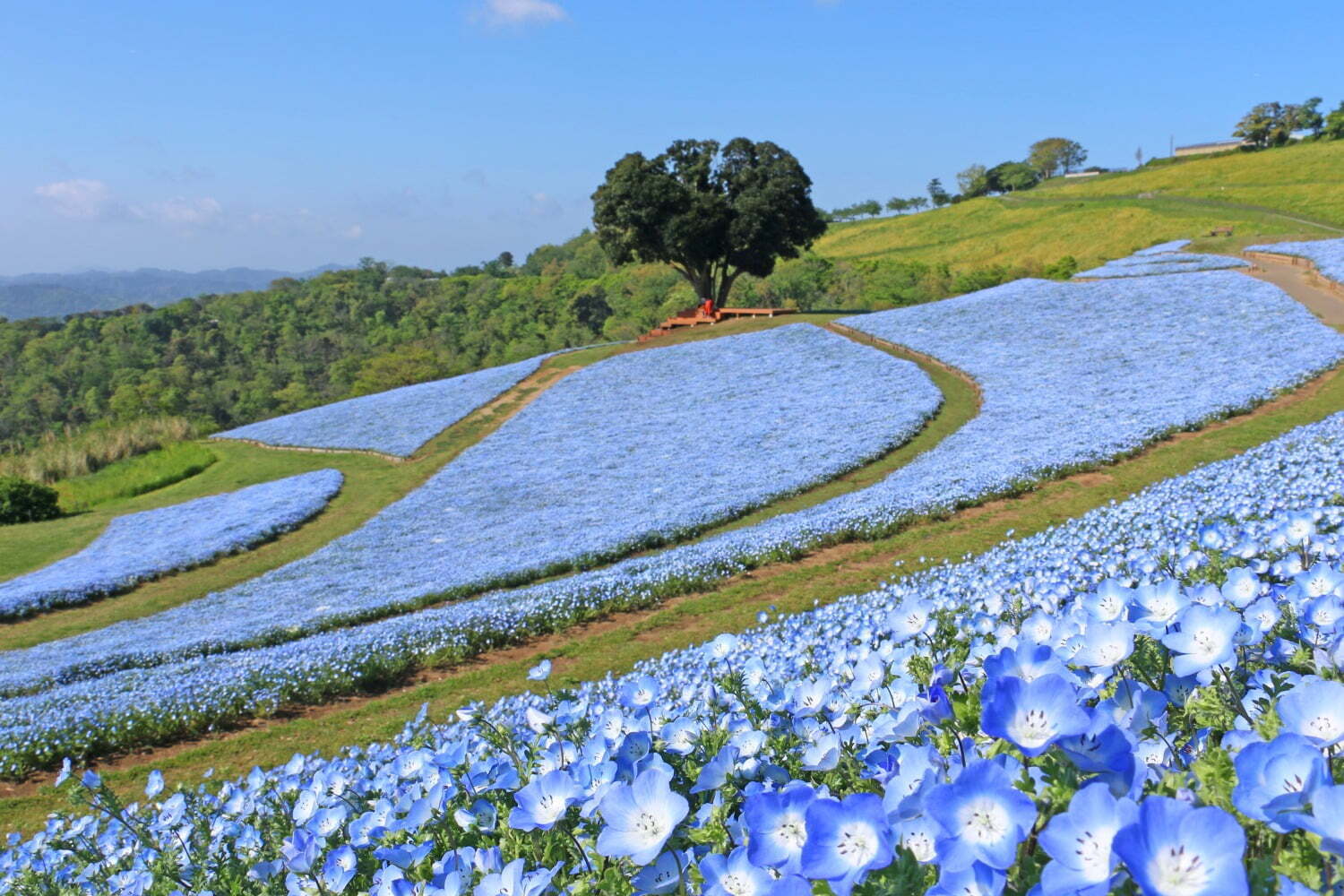 マザー牧場“100万本のネモフィラ”開花、チューリップとのコラボや青空